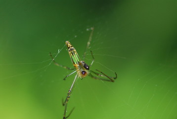 nature spider