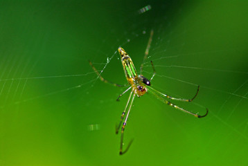 nature spider
