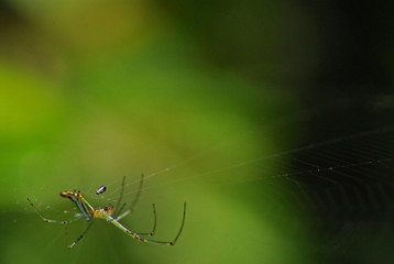 nature spider