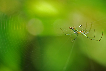 nature spider