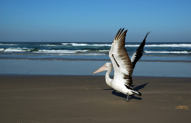 pelican on the beach
