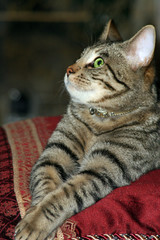 green eyed gray tabby stripped cat