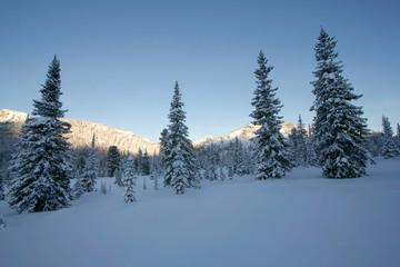 winter wonderland