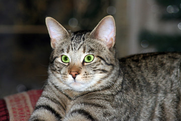 Naklejka na ściany i meble green eye gray tabby cat