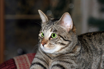 gray tabby cat