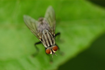 housefly
