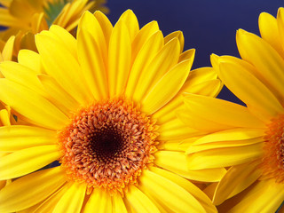 yellow gerbera daisies