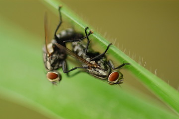 housefly