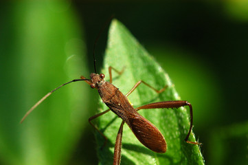 nature insect