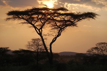 Plakat african sunset