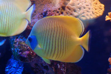 yellow fish