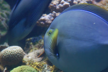 Fototapeta na wymiar blue fish