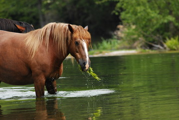 Naklejka premium horse