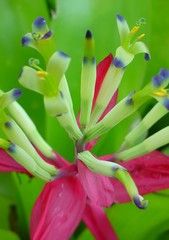 bromeliads flower