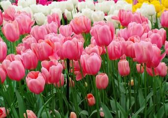 many pink tulips