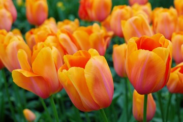 nice orange tulips