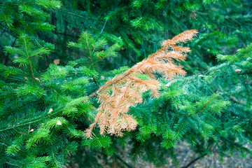 fir branch