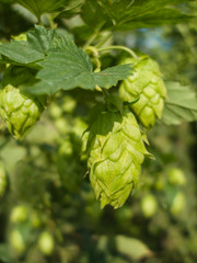 hop - taste of beer
