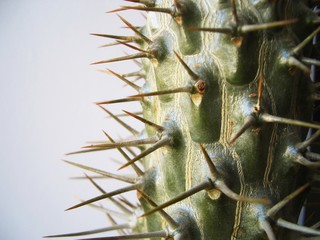 kaktus