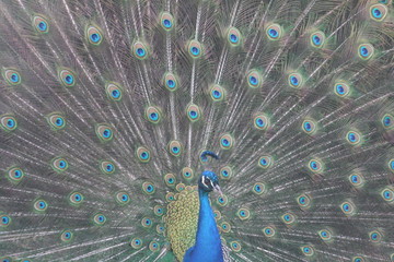 Fototapeta premium pfau schlägt ein rad