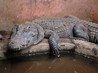 lazing crocodile