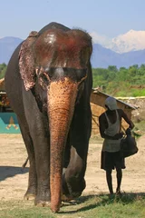 Deurstickers elephant and mahout © Melissa Schalke