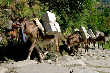working donkeys