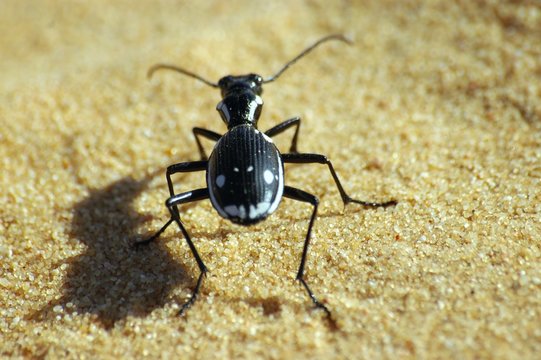 carabe du d&eacute;sert