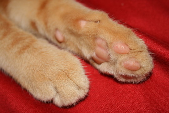 pattes