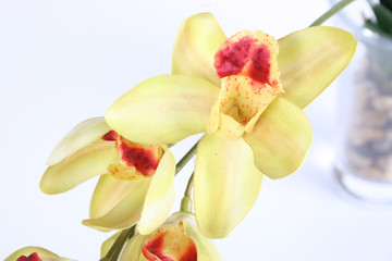artificial orchid
