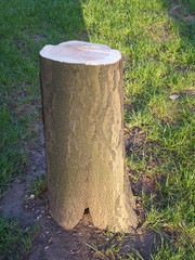 baum stumpf