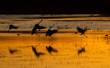 sandhill cranes at sunset