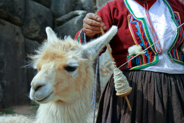 peruvian lama © Bryan Busovicki