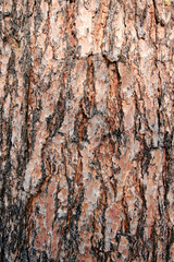 texture pine tree bark
