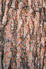 texture pine tree bark