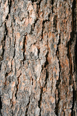 texture pine tree bark