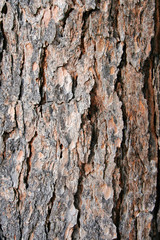 texture pine tree bark