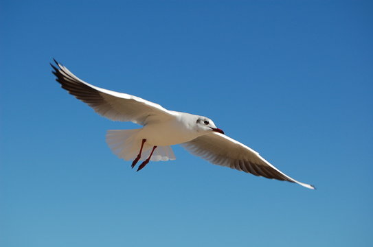 Imágenes de Rettr: descubre bancos de fotos, ilustraciones, vectores y ...