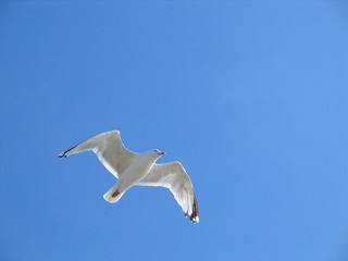 Obraz premium mouette en vol2