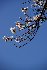 le printemps