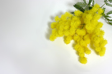 mimosa