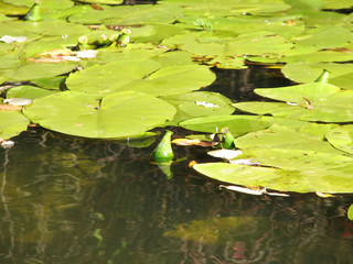 the pond covered with water-lily