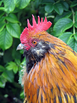 colourful bantam cock