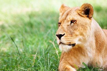 young lioness lying down in the grass