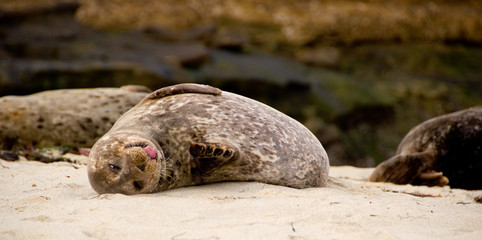 harbor seal