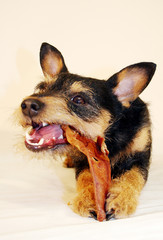 schweine&ouml;hrchen