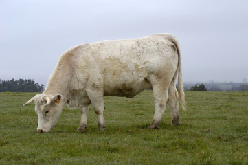 cow