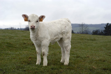 calf