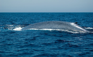 Naklejka premium blue whale