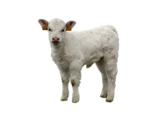 calf